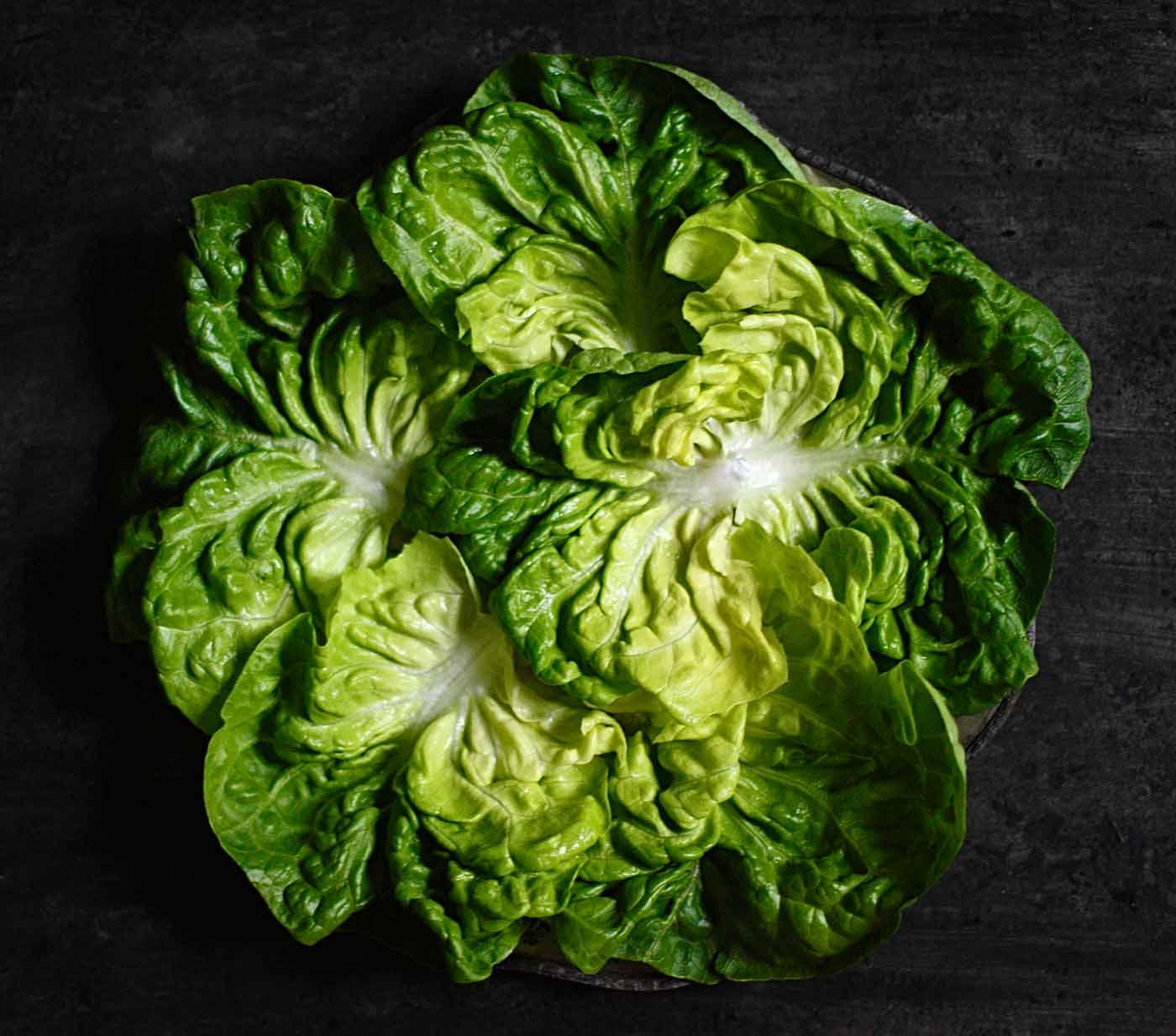 Leaves of Boston lettuce arranged in a ring
