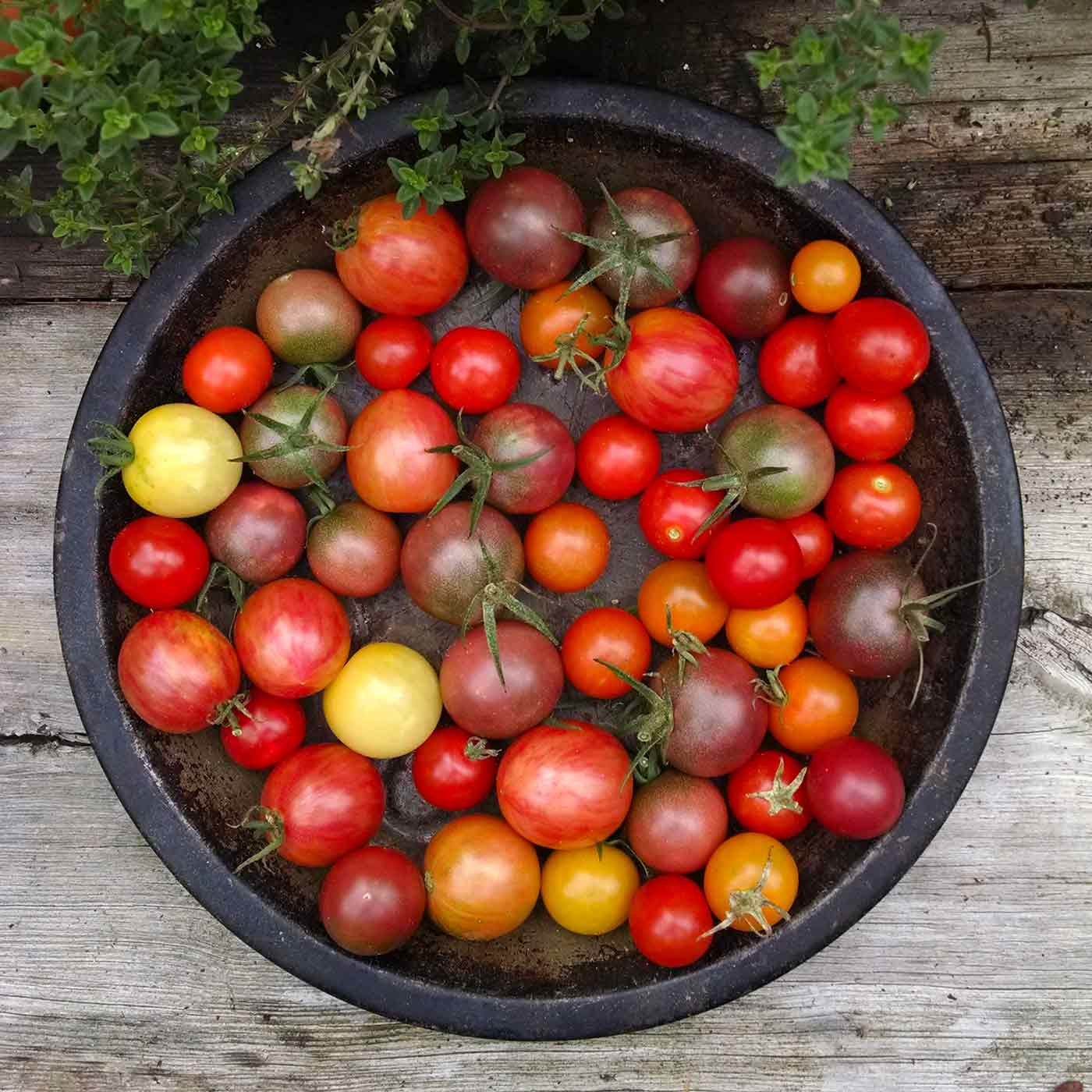 A variety of cherry tomatoes on a plate.