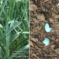 garlic scapes + robin's egg shell