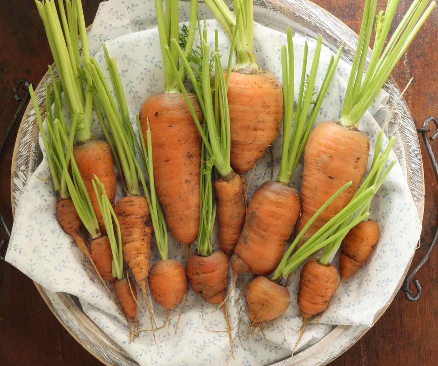 Homegrown carrots