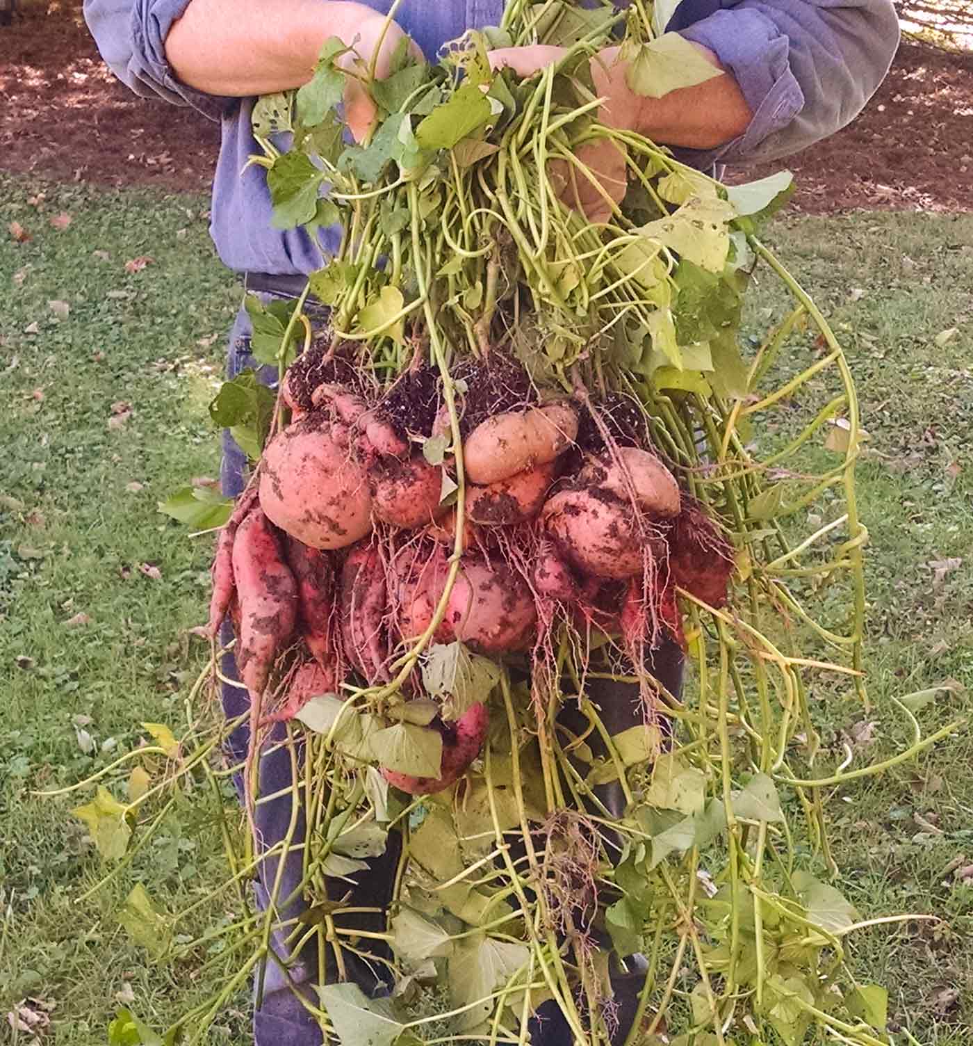 A newly harvested cluster of sweet potatoes with their vines.
