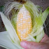 Lunken Market, Preserving Corn | SoupAddict.com