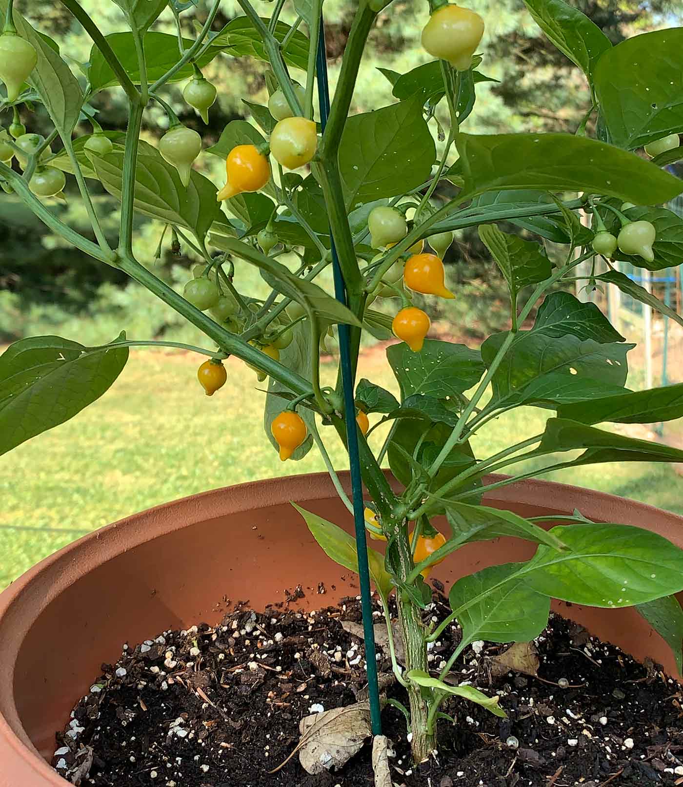 Biquinho Pepper Plant - Yellow variety
