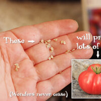 These teeny seeds will produce lots of big juicy tomatoes.