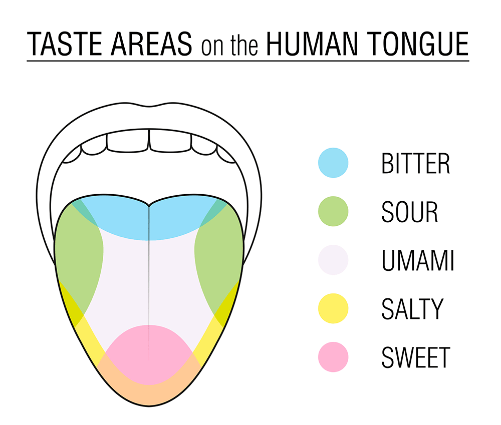 Diagram of the taste areas on a human tongue.